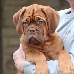 Girl 5 - Red Dogue de Bordeaux puppy in New Albany, Mississippi from Back Porch Bordeaux