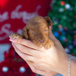 Kobe - Red  male Poodle puppy in Fort Myers, Florida from Blossom Paws
