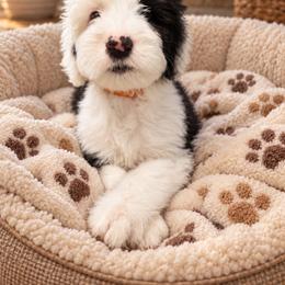 White - Gray and white female Old English Sheepdog puppy in Iowa from Midwest Puppy Paws