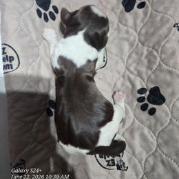 Boy 9 - Red and white male English Springer Spaniel puppy in Saginaw, Michigan from Kemerer Springers