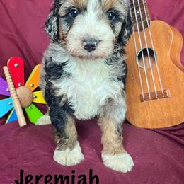 Jeremiah - Blue merle male Bernedoodle puppy in Spring Valley, Wisconsin from Filipiak Breeders