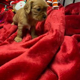 Viktor - Ruby male Cavalier King Charles Spaniel puppy in Las Vegas, Nevada from Faybelle's Cavaliers