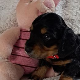 Girl 1 red - Black and tan Dachshund puppy in Franklin, Georgia from Lakeside Kennels of Franklin