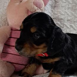 Girl 1 red - Black and tan Dachshund puppy in Franklin, Georgia from Lakeside Kennels of Franklin