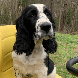 Lime Green Collar - Black and white English Springer Spaniel puppy in Murphy, North Carolina from Sweet Carolina Springers