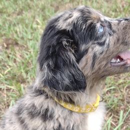 Girl 1 - Miniature Australian Shepherd puppy from Central Florida Shepherds