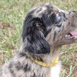 Girl 1 - Miniature Australian Shepherd puppy from Central Florida Shepherds