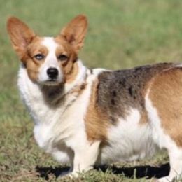American Corgis and Pembroke Welsh Corgis from Dragonfly Ranch Corgis