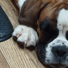 Mazikeen - Boxer