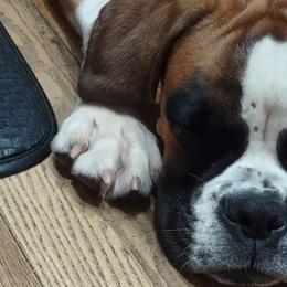 Mazikeen - Boxer