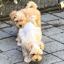 Audi - Wheaten male Miniature Schnauzer puppy in Port Orchard, Washington from Silver Bells Miniature Schnauzers