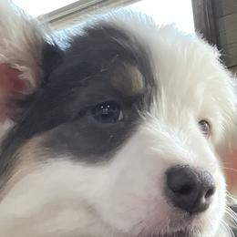 Pembroke Welsh Corgis from Bestfurends