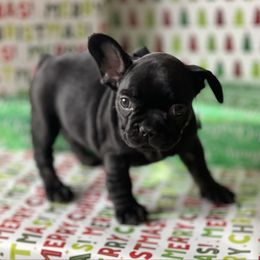 (F)Black with tan points (OFA certified parents) - Black and tan female French Bulldog puppy in Billings, Montana from Montana Made Frenchies