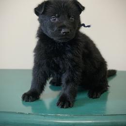 Navy - Black male German Shepherd puppy in Pendleton, South Carolina from DogSmith Purebreds