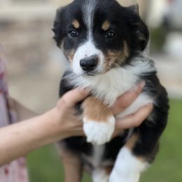 Boy 1 - Black Miniature Australian Shepherd puppy in Visalia, California from Furrever.Mini.Aussies.llc