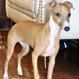 All The DoDa Day Add To Cart - Red male Italian Greyhound puppy in Cadwell, Georgia from All The DoDa Day Italian Greyhounds