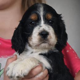 Augustus - Black white and tan male English Springer Spaniel puppy in Florida from Thunderbird Springers