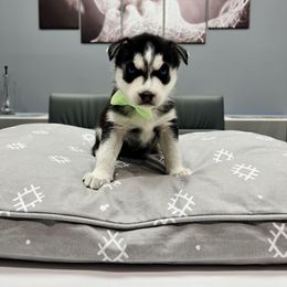 Maltese and Siberian Husky Puppies from Nyx’s Pack