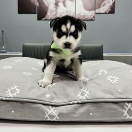Maltese and Siberian Husky Puppies from Nyx’s Pack