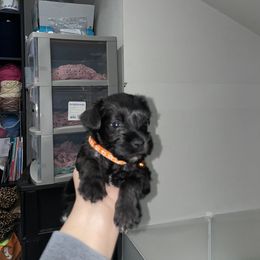 Miniature Schnauzer Puppies from Mini Schnauzers for Life