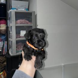 Miniature Schnauzer Puppies from Mini Schnauzers for Life