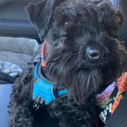 Hope - Miniature Schnauzer