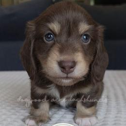 Choc and Cream 2700 - Chocolate and cream male Dachshund puppy in Texarkana, Arkansas from Dogwood Acre Dachshunds