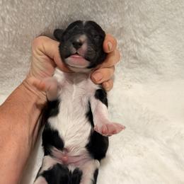 Black Tuxedo Boy - Black male Goldendoodle puppy in Twin Falls, Idaho from Magic Valley Family Doodles