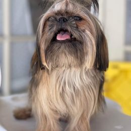 Mae - Shih Tzu