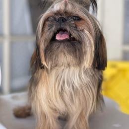 Mae - Shih Tzu