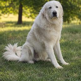 Silas - Great Pyrenees