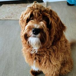 Shi - Cavapoo