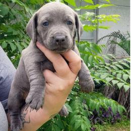Stormy - Gray (blue) female Dachshund puppy in Altamonte Springs, Florida from Happy Tails Dachshunds