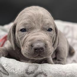 Cassandra - Blue female Weimaraner puppy in Evart, Michigan from Drehbar Weimaraners