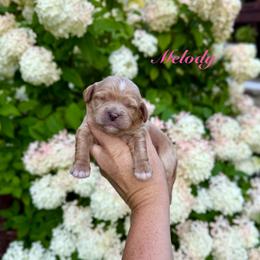 Melody - Red female Cavapoo puppy in Midland, Michigan from Northern Charm Farm