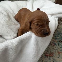 Burgundy girl - Chestnut female Irish Setter puppy in West Haven, Utah from McClellan Setters
