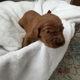 Burgundy girl - Chestnut female Irish Setter puppy in West Haven, Utah from McClellan Setters