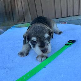 Green - Liver male Miniature Schnauzer puppy in Golden Ridge, Montana from Miniature Schnauzers