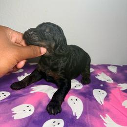 Home Alone Series - Phantom male Goldendoodle puppy in Houston, Texas from Were The Mack'Doodles Mack’Poodles