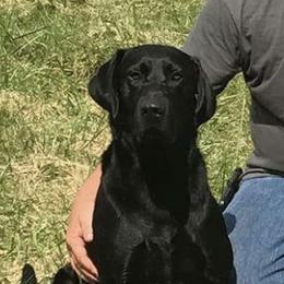 Labrador Retrievers from Wity's Retrievers
