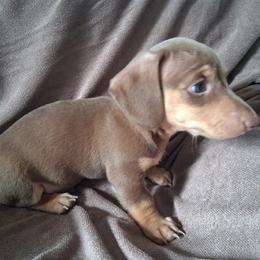 Dachshund Puppies from Dax Place
