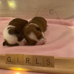 Aussiedoodle and Goldendoodle Puppies from Delaryedoodles