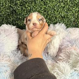 Chick - Red merle female Australian Shepherd puppy in Placerville, California from BFF Aussies