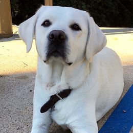 Labrador Retriever All Grown Up from Chateau St. John