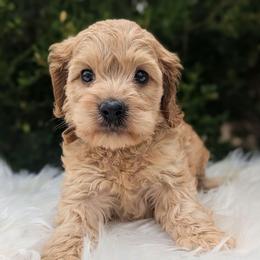Hudson - Buff male Cockapoo puppy in Salt Lake City, Utah from Utah Cocker Spaniels