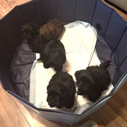 Australian Shepherd and Shih Tzu Puppies from Ford Hollow Farms Shih Tzus and Australian Shepherds