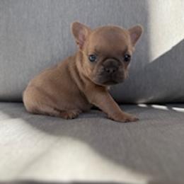 Truffle - Fawn female French Bulldog puppy in Iron Station, North Carolina from Kayser Farm