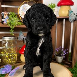 Nori - Black female Goldendoodle puppy in Waterford, Michigan from Oh My Doodness!