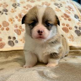 Girl 2 - Fawn female Pembroke Welsh Corgi puppy in Rochester, Indiana from Stacy’s Pembroke Welsh Corgis