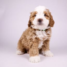 Patty - Red Bernedoodle puppy in Saratoga Springs, Utah from Saratoga Springs Doodles